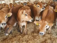Үнээ, Swiss cattle — 7 зураг