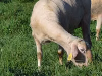 Sheep, Lacaune sheep — photo 1