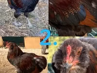 Araucana — Foto 2