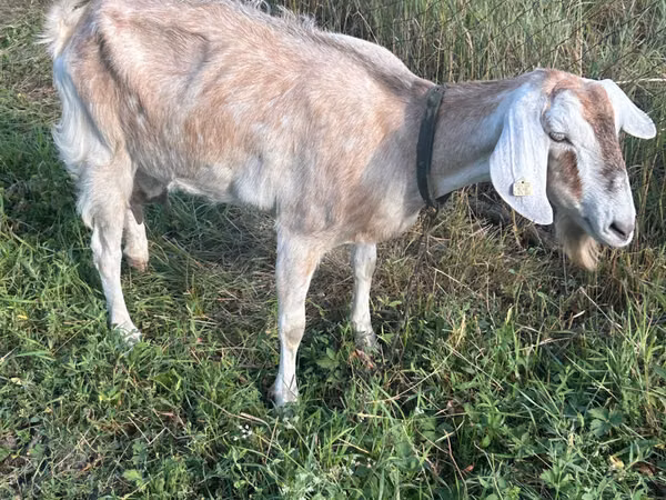बकरी, Nubian Goat