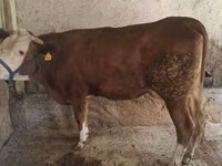 Үнээ, Simmental cattle — 3 зураг