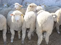 Хуц, Kuibyshev sheep — 2 зураг
