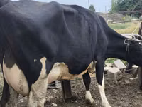 Kuh, Russian Black pied cattle — Foto 3