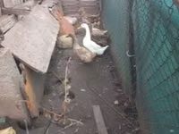 Geese — الصورة 2