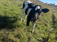 بقرة, Russian Black pied cattle — الصورة 1