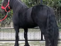 Адуу, Fell pony — 2 зураг