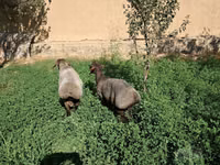 كبش, الأغنام — الصورة 1