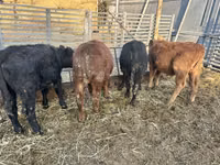 Bulle, Aberdeen-Angus — Foto 2