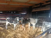 Bull, Cattle — photo 1
