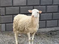 Хуц, Hissar sheep — 1 зураг