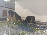 Vaca, Raza Holstein — foto 5