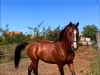 Адуу, Shagya — 1 зураг