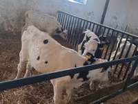 Bull, Russian Black pied cattle — photo 7