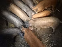 Pigs (batch, sex not specified) — photo 2