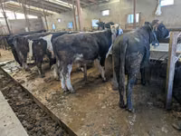 Bull, Karaku — photo 1