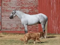 公马, Tennessee Walking Horse — 照片 2