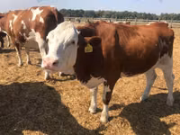 गाय, गोलस्टीन नस्ल — फ़ोटो 3