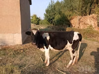 गाय, Russian Black pied cattle — फ़ोटो 1
