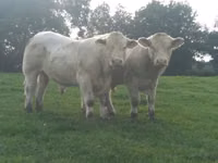 ثور, Charolais cattle — الصورة 4