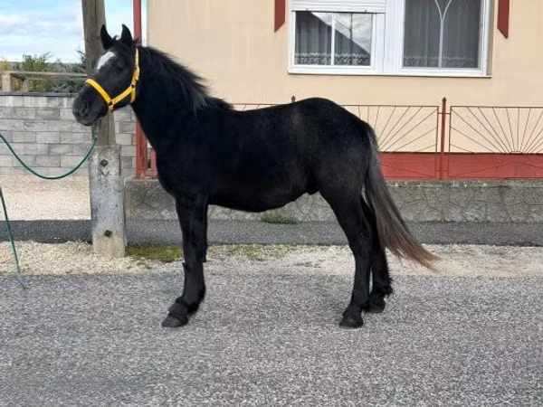 Caballo, Caballos