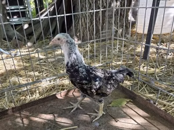 Araucana