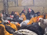 Chickens — 照片 1
