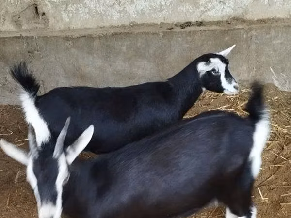 عنزة, Alpine goat
