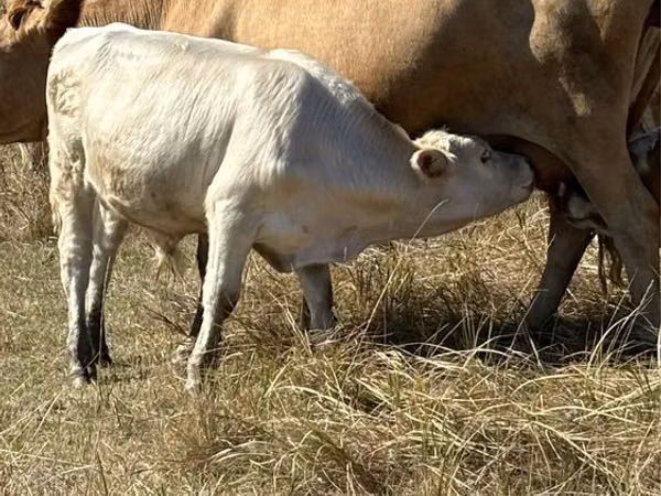 公牛, Red Polled Cow