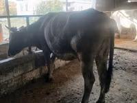 母牛, Alatau breed — 照片 1