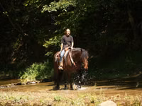 Caballo, Racking Horse — foto 4