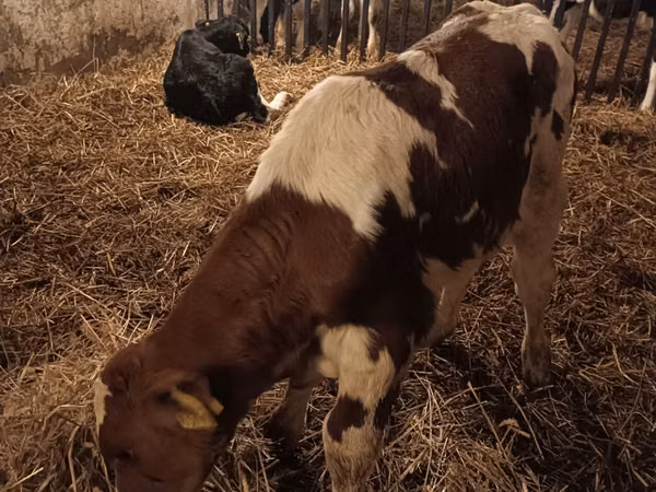 Bull, Simmental cattle
