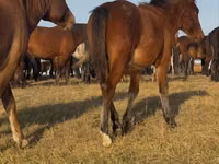 حصان, Mugalzhar horse — الصورة 6