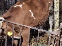 Bulle, Simmental cattle — Foto 3