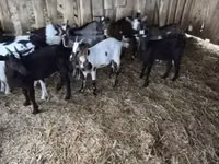 Cabro, Cabras — foto 3