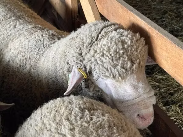 公羊, Ile-de-France sheep