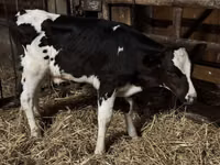 Toro, Russian Black pied cattle — foto 2