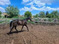 Horse (M), Hungarian horse breed — photo 2