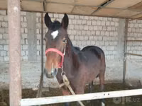 公马, Kyrgyz Horse — 照片 2