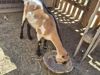 Ямаа, LaMancha goats — 1 зураг