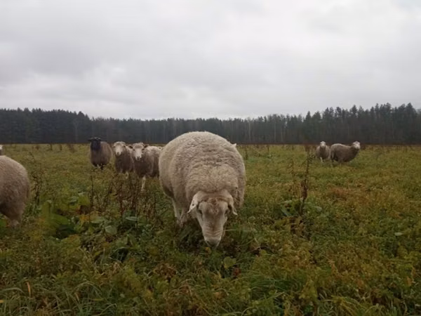 Widder, Schafe — Russland