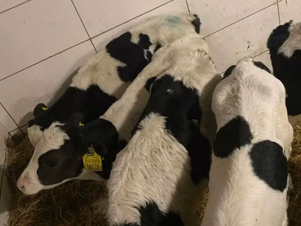 公牛, Russian Black pied cattle