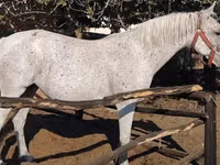 Азаргагүй морь, Lipizzaner — 3 зураг
