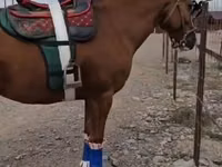 Caballo, Tatar horse — foto 2