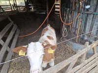 Bull, Hungarian Grey breed — photo 2