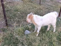 Ямааны ухна, Boer goat — 1 зураг