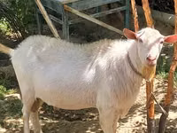 母山羊, Goats — 照片 1