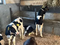 أبقار (دفعة، الجنس غير محدد), Russian Black pied cattle — الصورة 1