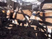 सांड, Simmental cattle — फ़ोटो 3