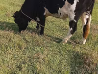 Cow, Holstein breed — photo 1