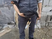 Австралийн Пит Гейм фаул — 3 зураг